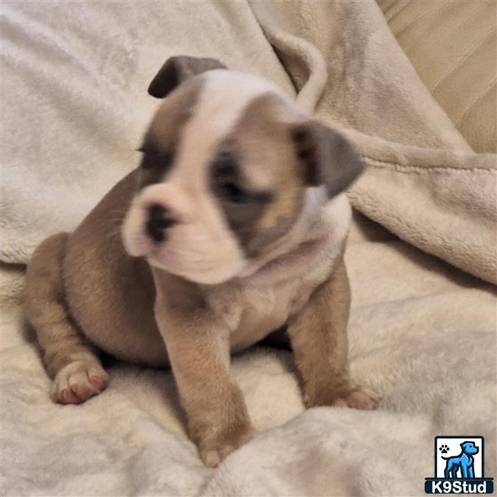 a old english bulldog puppy sitting on a blanket