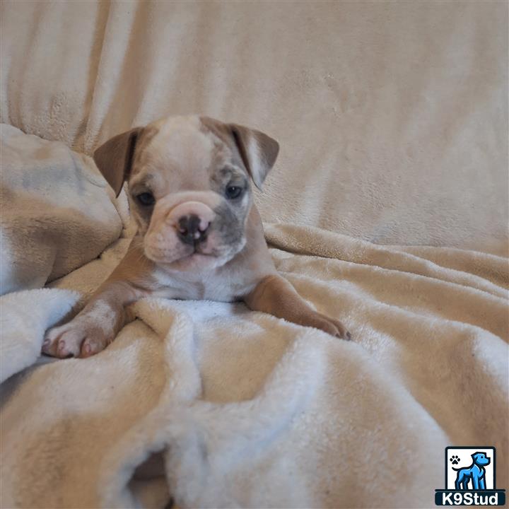 a old english bulldog dog lying on a bed