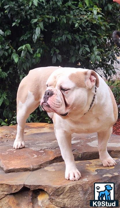 a old english bulldog dog with its mouth open and another old english bulldog dog with its mouth open