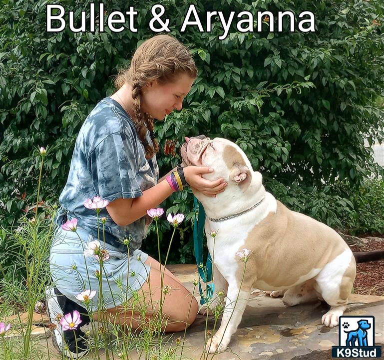 a man kneeling down next to a old english bulldog dog