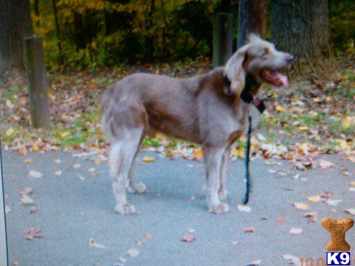 weimaraner puppy posted by riostarz