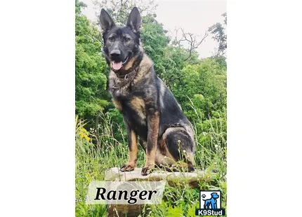 German Shepherd