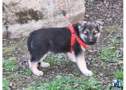 a german shepherd dog on a leash