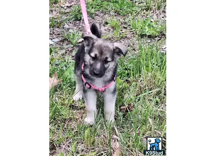 a small german shepherd dog on grass