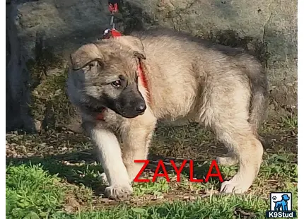 a german shepherd dog with a german shepherd dog face