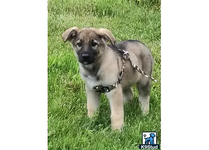 a german shepherd dog with a harness on