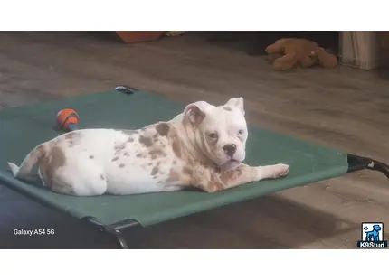 a old english bulldog dog lying in a pool