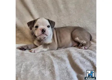 a old english bulldog dog lying on a bed