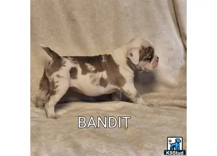 a old english bulldog dog lying on a couch
