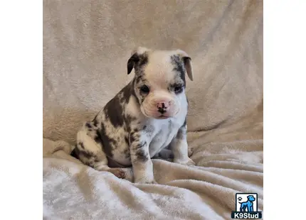 a old english bulldog dog sitting on a bed