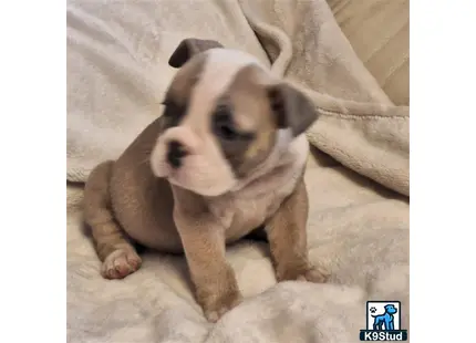 a old english bulldog puppy sitting on a blanket