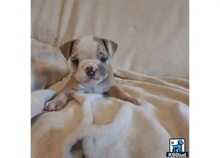 a old english bulldog dog lying on a bed