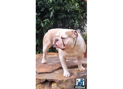 a old english bulldog dog with its mouth open and another old english bulldog dog with its mouth open