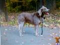 weimaraner puppy posted by riostarz