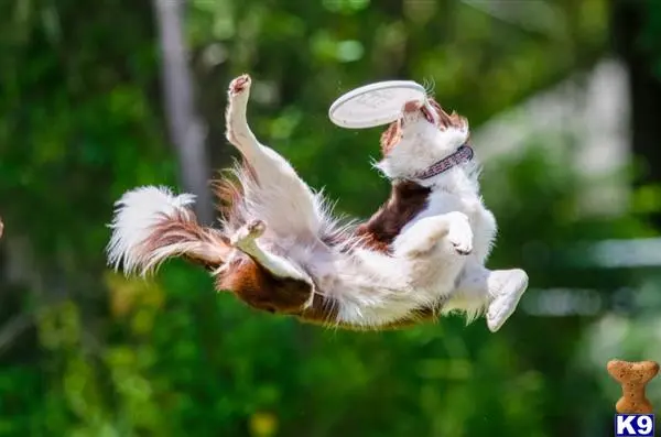 Border Collie stud dog