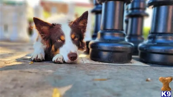 Border Collie stud dog