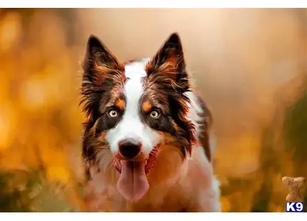 Border Collie