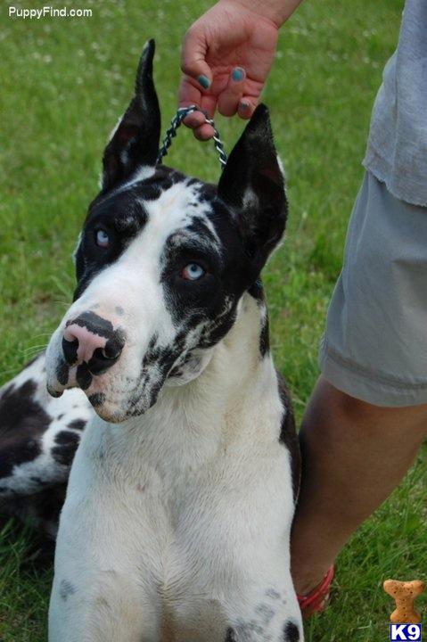 Harlequin Great Dane With Blue Eyes