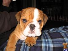 English Bulldog