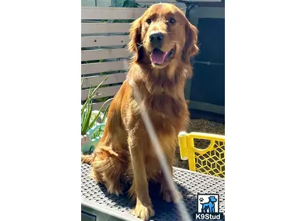 a golden retriever dog sitting on a patio