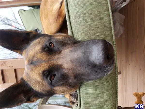 Belgian Malinois