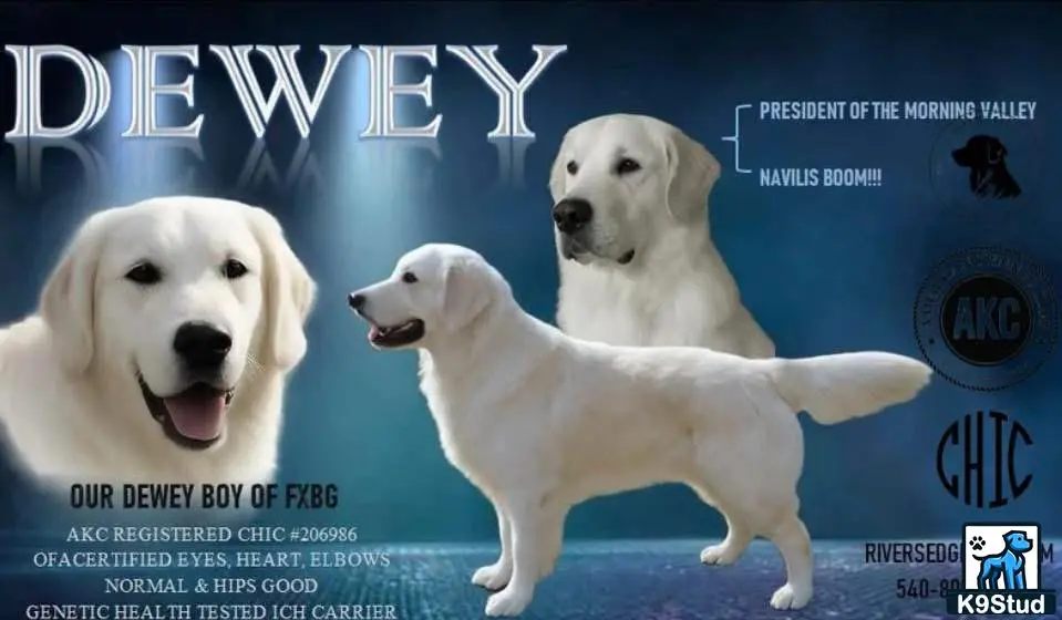 Golden Retriever stud dog: a group of white golden retriever dogs