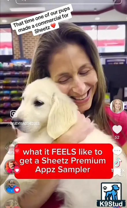 Golden Retriever stud dog: Golden Retriever puppy being cuddled by a smiling woman indoors