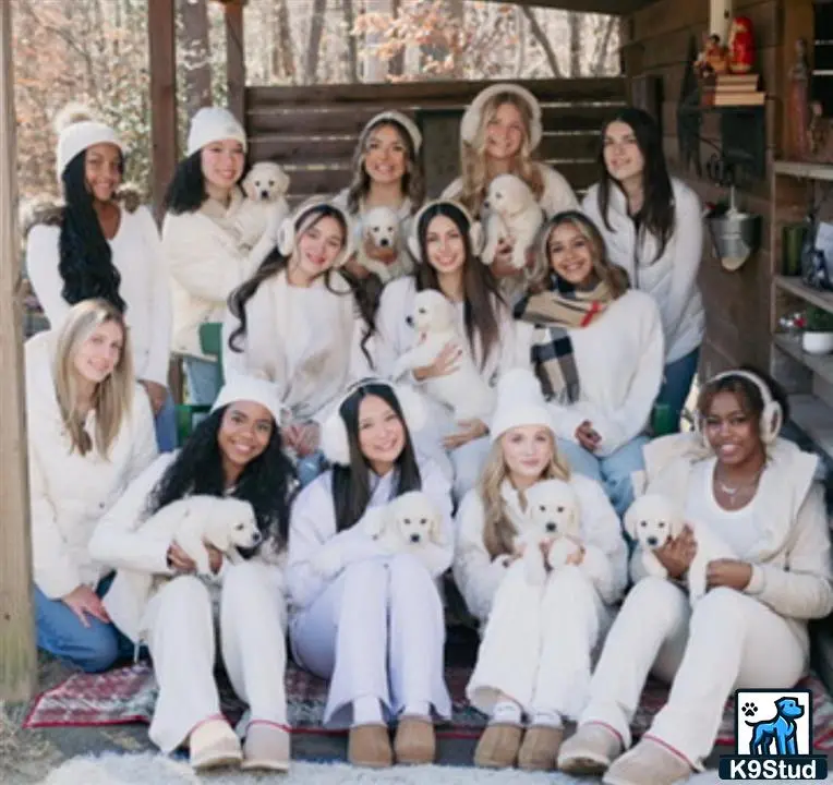 Golden Retriever stud dog: Group of women holding Golden Retriever puppies in a cozy setting