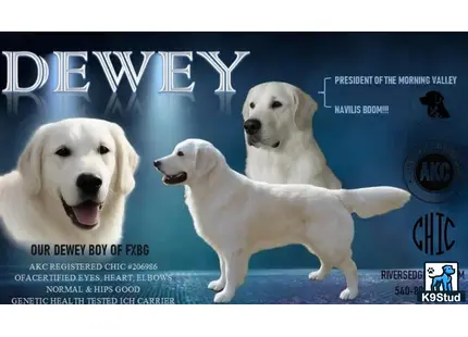 Golden Retriever stud dog: a group of white golden retriever dogs