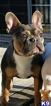 French Bulldog stud dog: a french bulldog dog looking at the camera