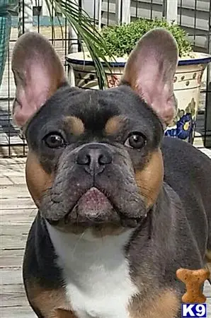 French Bulldog stud dog: a french bulldog dog with its tongue out