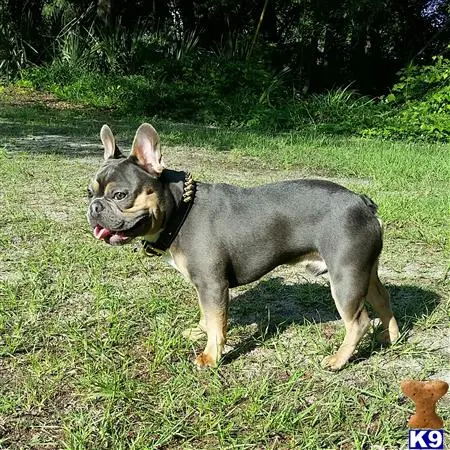 French Bulldog stud dog: a french bulldog dog standing in the grass