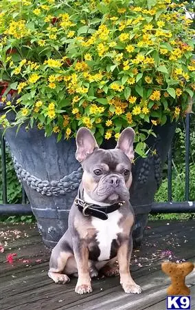 French Bulldog stud dog: a french bulldog dog sitting on a bench