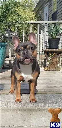 French Bulldog stud dog: a french bulldog dog standing on a patio