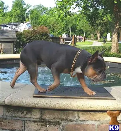 French Bulldog stud dog: a french bulldog dog standing on a stone platform