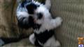 shih tzu puppy posted by rj1974