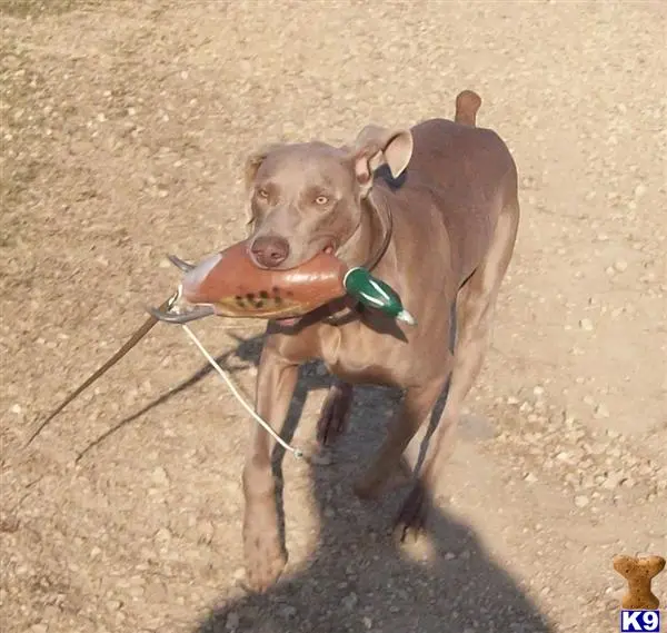 Weimaraner