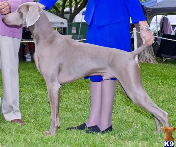 Weimaraner stud dog