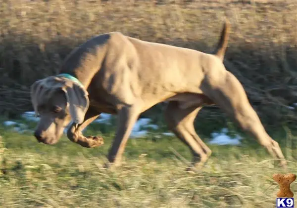 Weimaraner stud dog