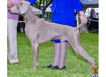 Weimaraner