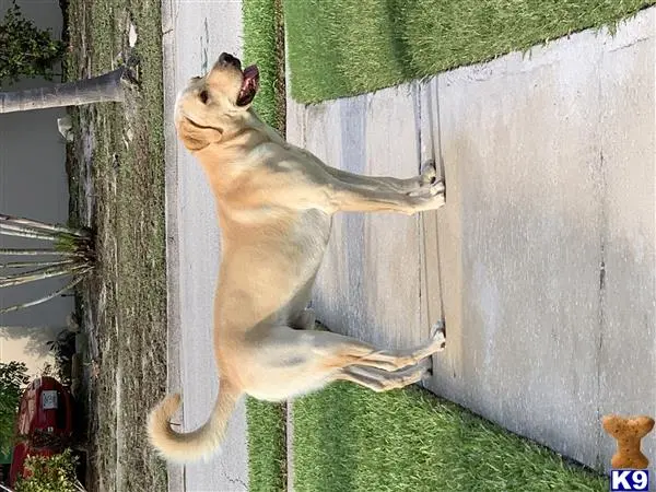 Labrador Retriever stud dog