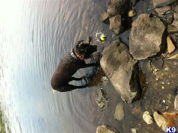 Labrador Retriever stud dog