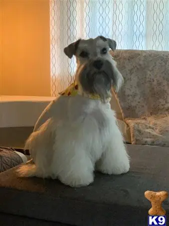 Miniature Schnauzer