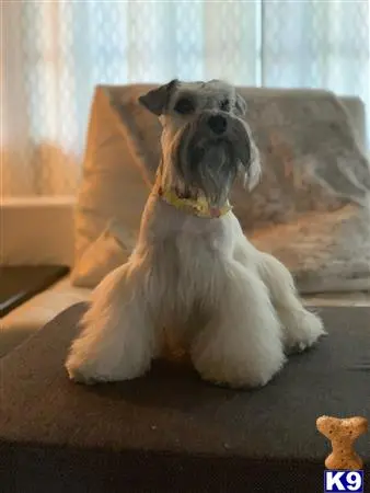 Miniature Schnauzer stud dog