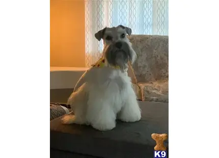 Miniature Schnauzer