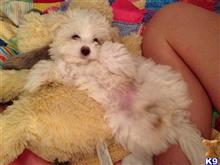 Douglas available Maltipoo puppy located in NASHVILLE