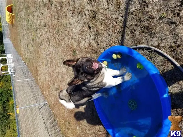 Akita stud dog