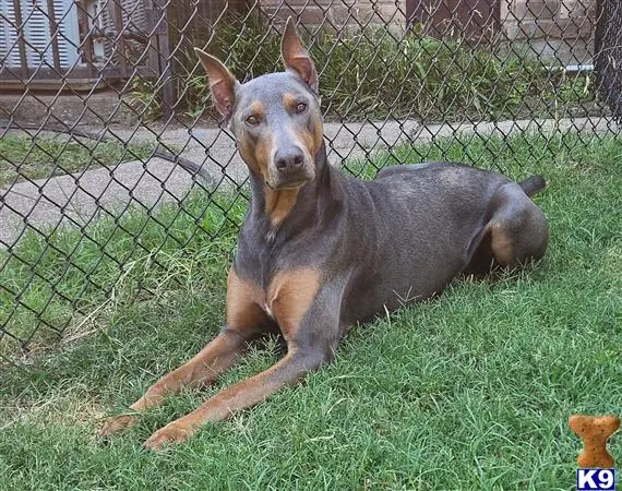 Doberman Pinscher stud dog