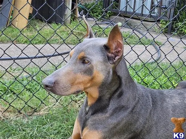 Doberman Pinscher stud dog