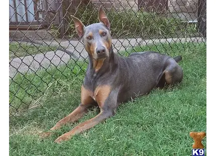 Doberman Pinscher